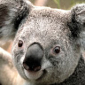 Meet your Posher, Joy